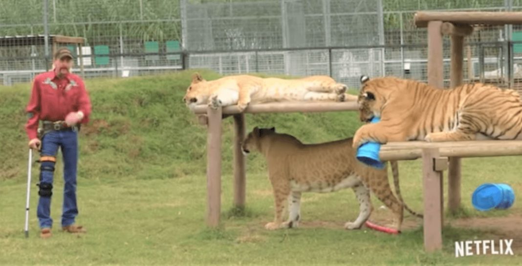 Joe Exotic Net Worth, Music, Zoo, Husbands TrendCelebs