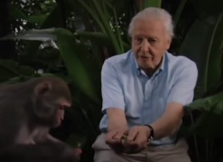 David Attenborough net worth
